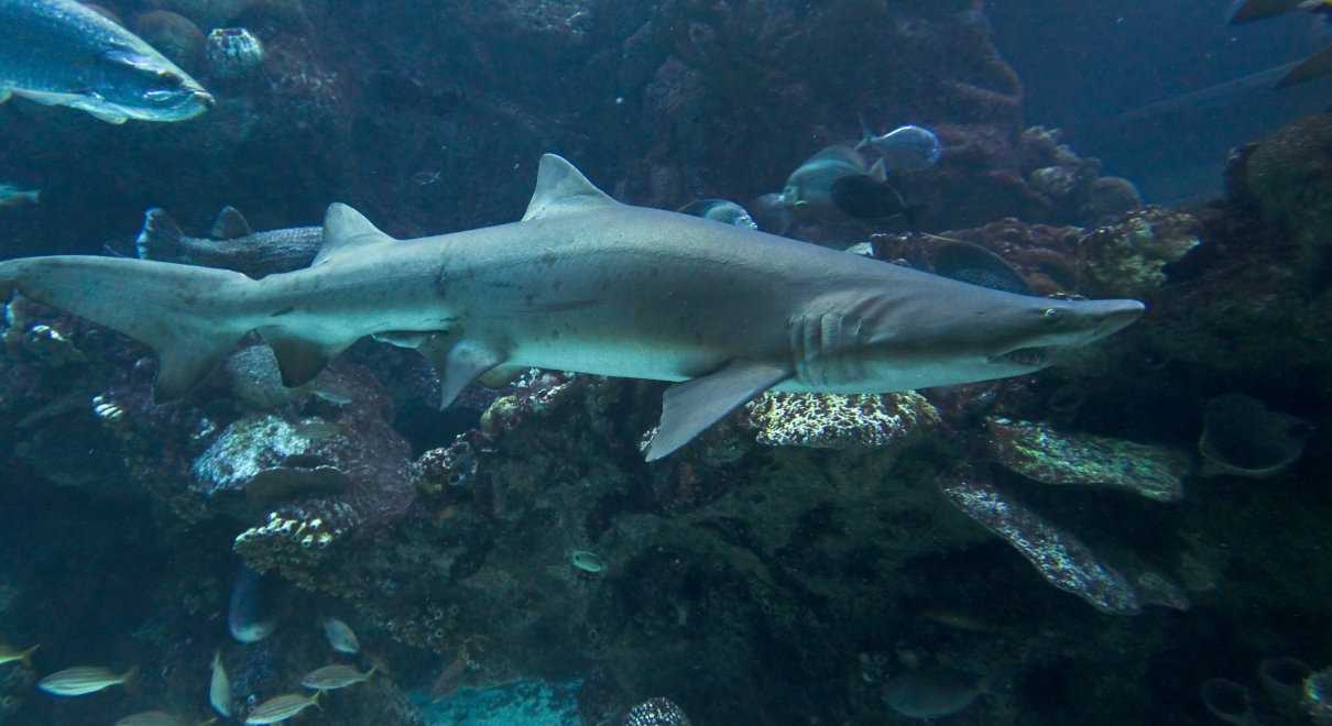 Tiburón Toro (o tigre), Carcharias taurus, un elasmobranquio elegante