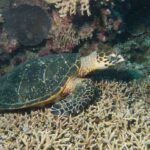 tortuga-carey-eretmochelys-imbricata