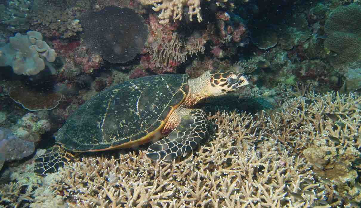 Tortuga carey, Eretmochelys imbricata