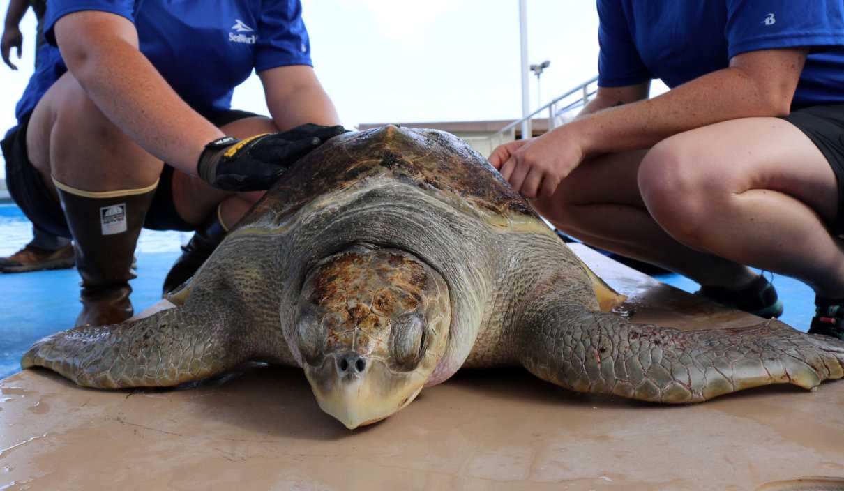 Tortuga olivácea, Lepidochelys olivacea, una de las más pequeñas del mar