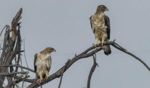 Águila perdicera, Aquila fasciata y su asombroso fenotipo