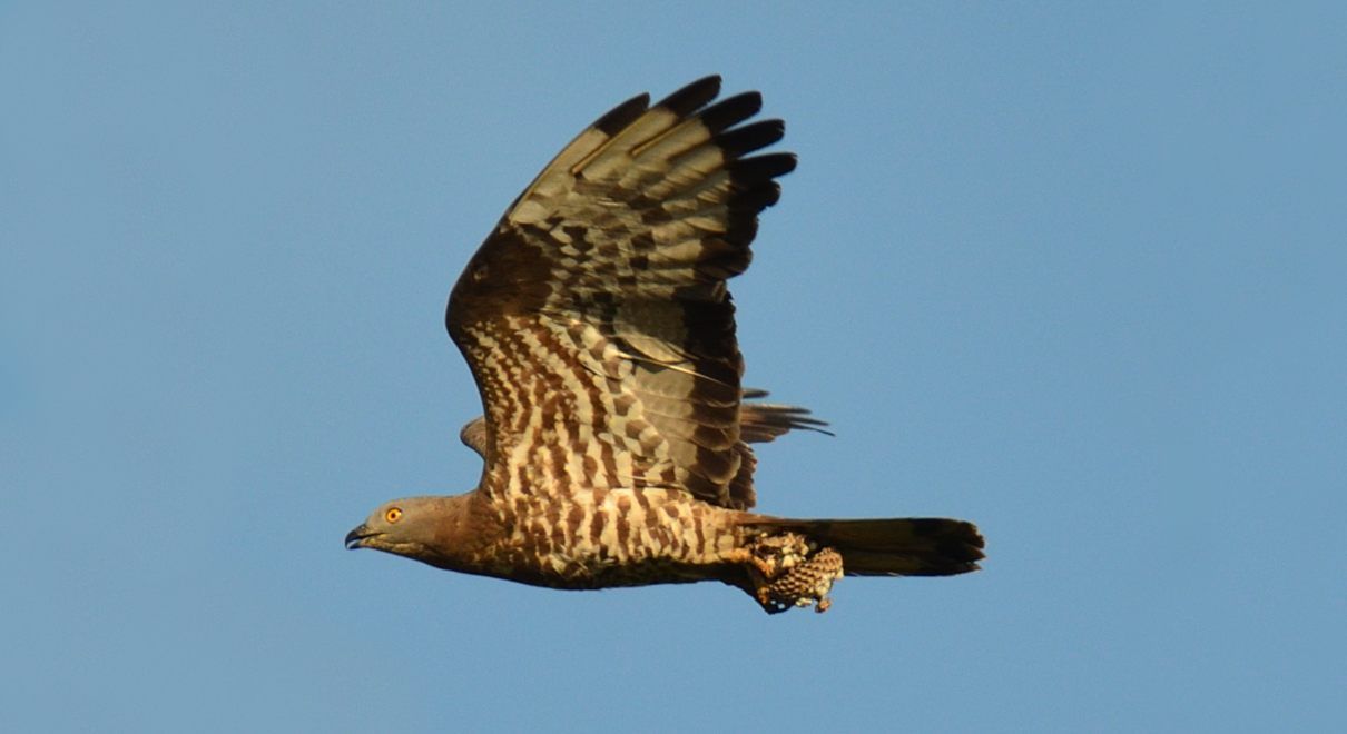 Abejero europeo, Pernis apivorus, un buen comedor de avispas