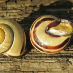 caracol-moro-cepaea-nemoralis