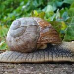 caracol-romano-helix-pomatia