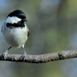 carbonero-garrapinos-periparus-ater