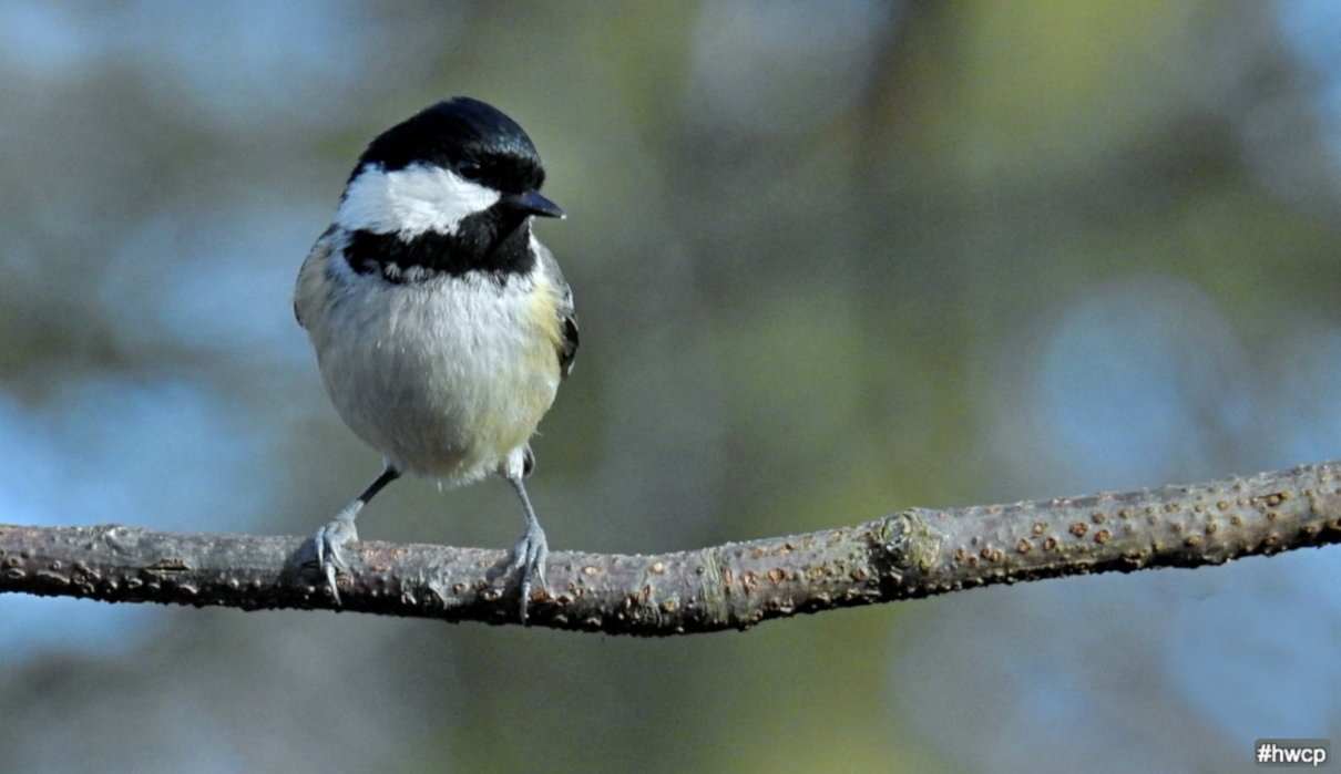 Carbonero garrapinos, Periparus ater