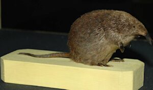 Desmán ibérico, Galemys pyrenaicus, un bioindicador del agua