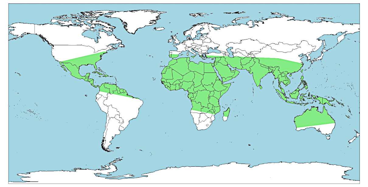 Distribución de Indotyphlops braminus, culebrilla de macetas