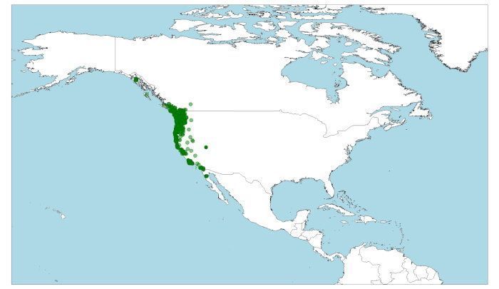 Distribución de la Rana aurora