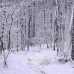 facilitacion-ecologica