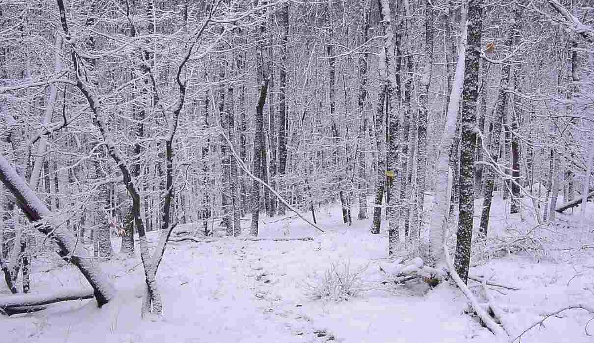 Facilitación ecológica