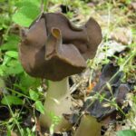 Helvella leucopus, orejones o bonetes de cura, ficha micológica helvella-leucopus