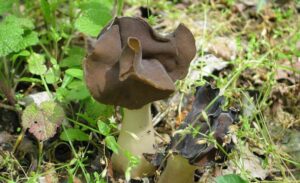 Helvella leucopus, orejones o bonetes de cura, ficha micológica