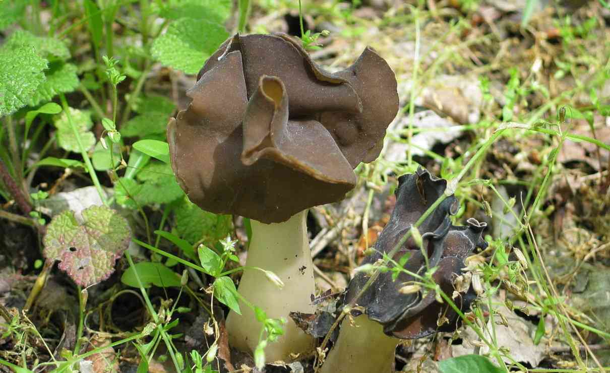 Helvella leucopus, orejones o bonetes de cura, ficha micológica