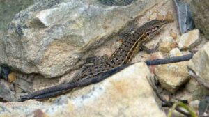 Lagartija cenicienta, Psammodromus hispanicus, un reptil ibérico