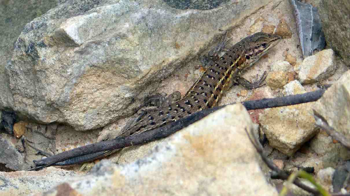 Lagartija cenicienta, Psammodromus hispanicus