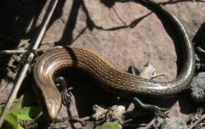 Lisa de Salvador (Chalcides coeruleopunctatus), un lagarto de Canarias
