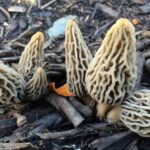 morchella-esculenta