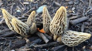 Morchella esculenta, información de la colmenilla gris