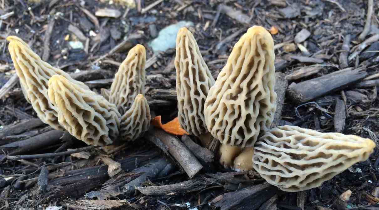 Morchella esculenta, información de la colmenilla gris