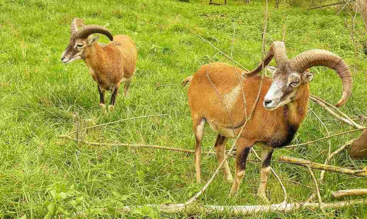 Muflón, Ovis orientalis, una oveja que ha ganado espacio europeo