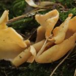 Oreja de asno , Otidea onotica, hongo comestible pero de pobre calidad oreja-de-asno-otidea-onotica