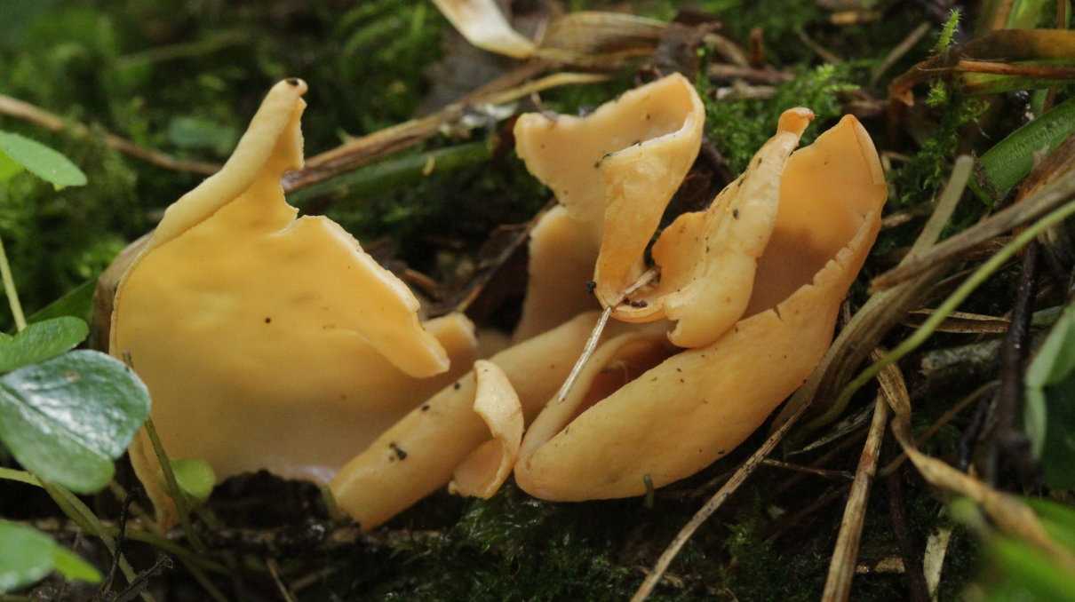Oreja de asno , Otidea onotica, hongo comestible pero de pobre calidad