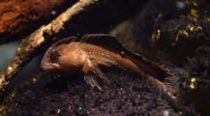 Pez fraile, Salaria fluviatilis, un blénido de agua dulce