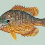 pez-sol-lepomis-gibbosus