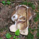 peziza-estrellada-sarcosphaera-coronaria