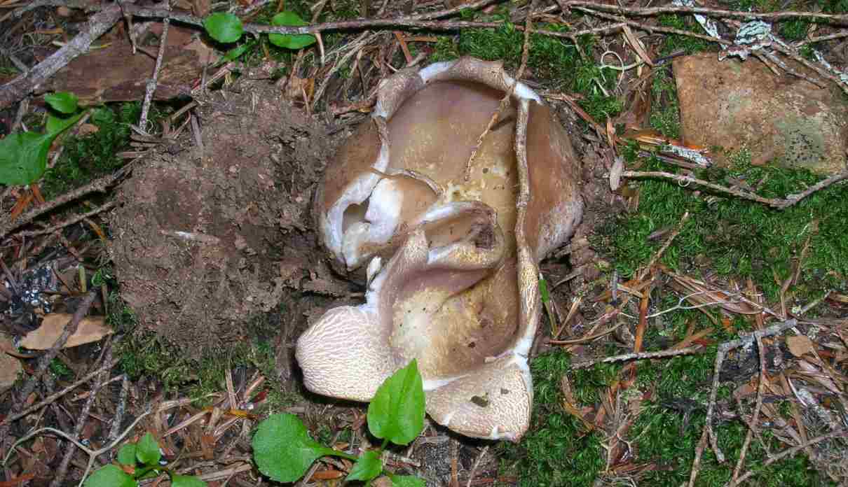 Peziza estrellada, Sarcosphaera coronaria, hongo que no debes comer