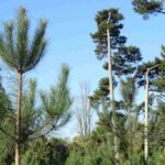 pino-marino-pinus-pinaster