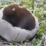 Helvella leucomelaena, Pucheruelo, un habitante entre coníferas pucheruelo-helvella-leucomelaena