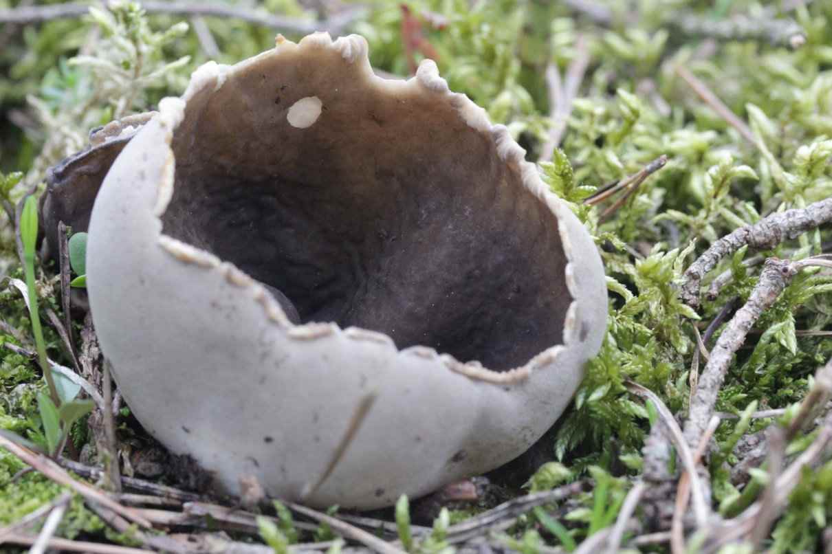 Helvella leucomelaena, Pucheruelo, un habitante entre coníferas