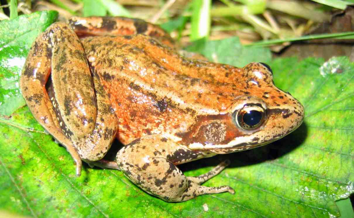 Rana de patas rojas del norte (Rana aurora)