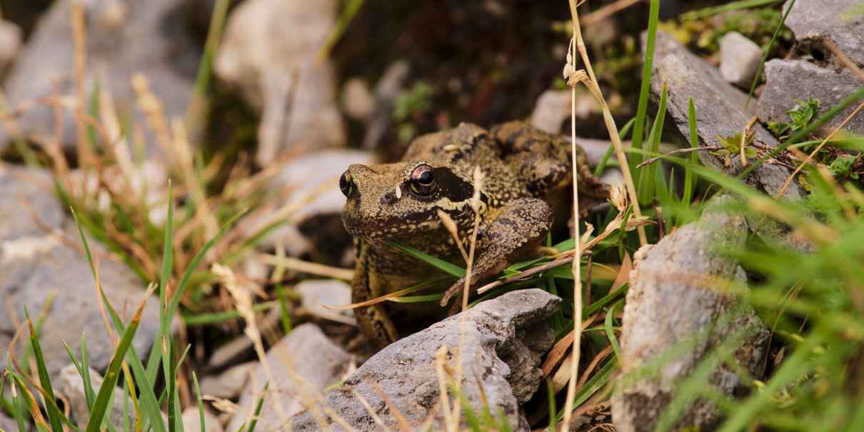 Rana pirenaica, Rana Pyrenaica