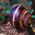 Caracol-turco-helix-lucorum