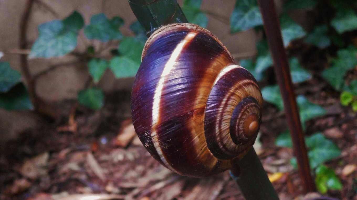 Caracol turco, Helix lucorum , apreciado por su rica carne