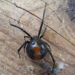 arana-de-espalda-roja-latrodectus-hasselti