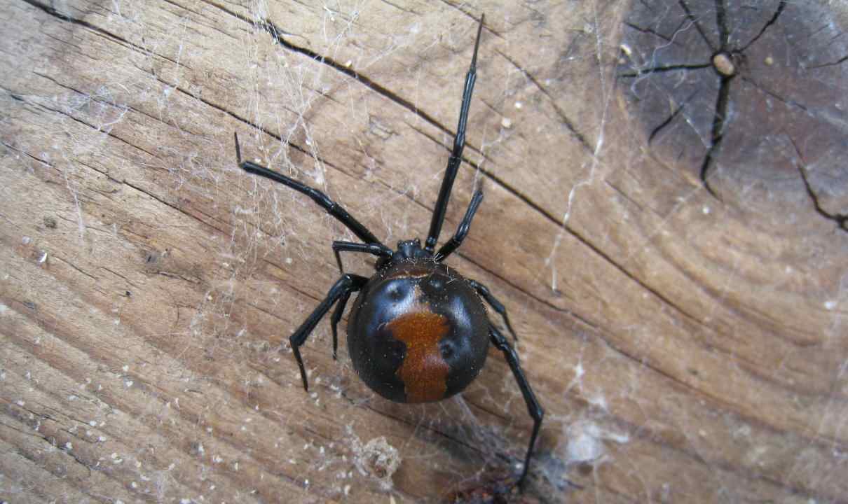 Araña de espalda roja, Latrodectus hasselti, un artrópodo de Australia