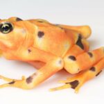 atelopus-varius-rana-arlequin-variable