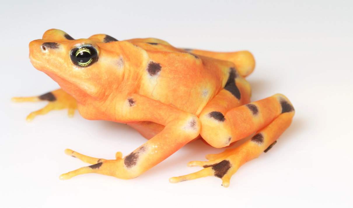 Atelopus varius, rana arlequín variable