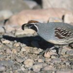 colin-de-gambel-callipepla-gambelii