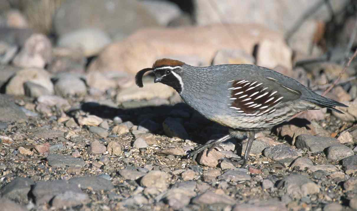 Colín de Gambel, Callipepla gambelii, un vistoso galliforme