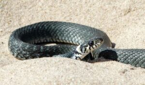 Culebra de collar, Natrix natrix, un reptil que aleja a sus depredadores