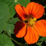 floracion-de-las-plantas