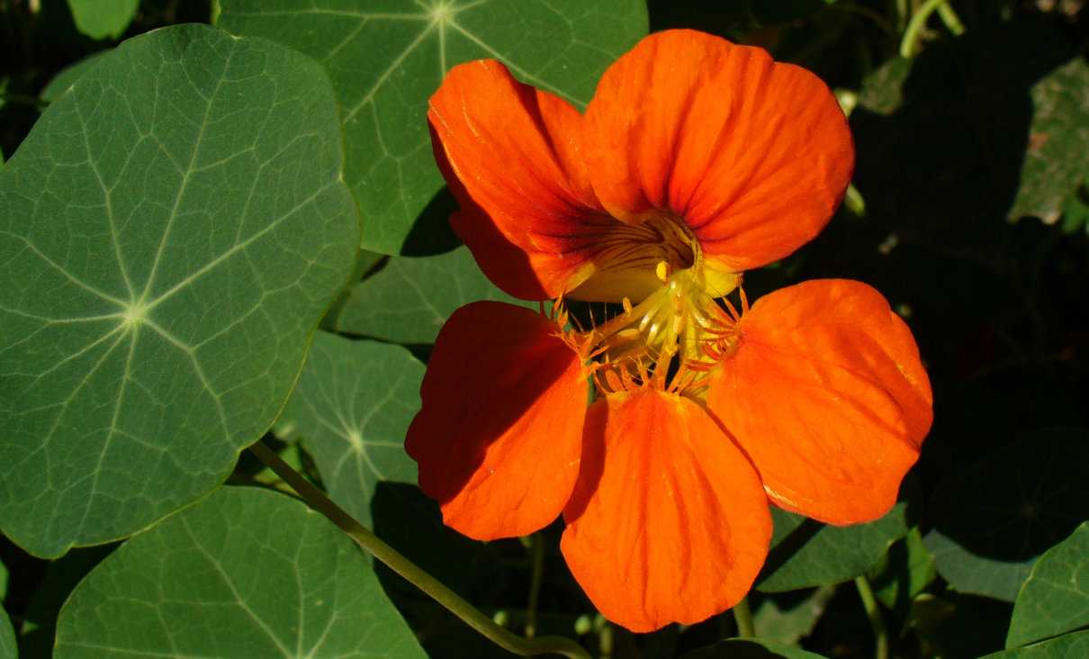 Floración de las plantas