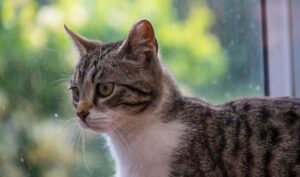 Mi gato maúlla mucho ¿qué le pasa?, soluciones