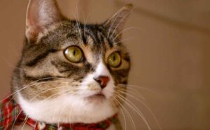 Mi gato me muerde ¿significa que me rechaza?