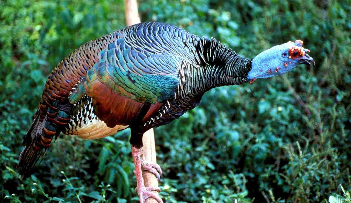 Pavo ocelado, Meleagris ocellata , un veloz corredor